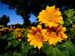 -长白岛森林公园