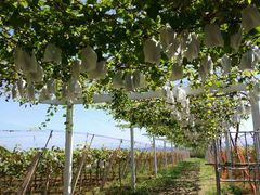 -白鹿原葡萄主题公园