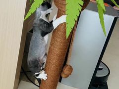 -山宅一喵德文卷毛猫舍