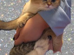 -东方名猫馆·英短金渐层布偶猫舍(环线广场1号楼店)