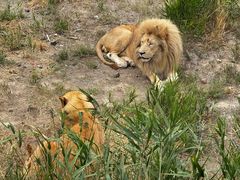 -新疆天山野生动物园