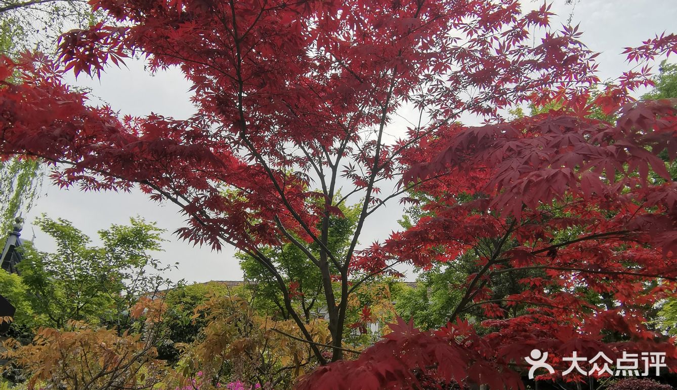 古树紫藤花开季