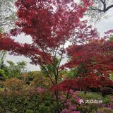 古树紫藤花开季