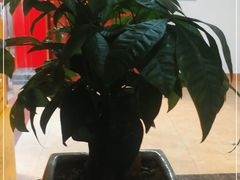 -一茶一点(海景店)