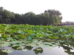 -紫竹院公园冰场