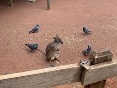 -费瑟代尔野生动物园