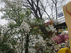 -金城公园