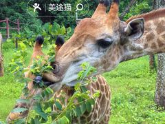 -海南热带野生动植物园