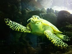 -上海海洋水族馆