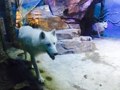 -芜湖新华联大白鲸海洋公园