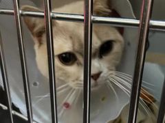 -伟伟宠物医院·瑞派猫友好医院·猫科(光谷店)