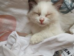 -Bastet sally猫舍购宠(静安店)