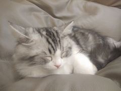 -飞行喵MR PILOT|猫舍·猫咖(静安大融城店)