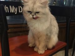 -Oh My Dog宠物沙龙(伊珊娜皮毛护理店)