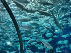 -上海海洋水族馆