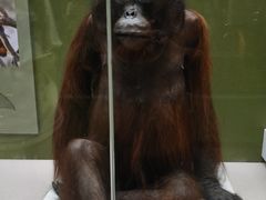 -国家自然博物馆