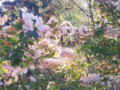 -长白岛森林公园