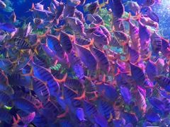 -芜湖新华联大白鲸海洋公园