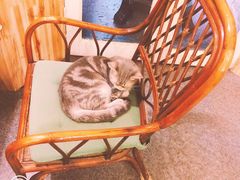 -猫色咖啡·猫咖