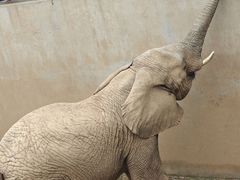 -西霞口神雕山野生动物世界