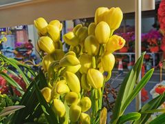 -溪岸路花鸟市场