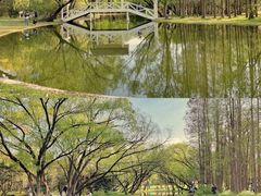 -上海共青森林公园