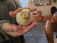 -吉丁鸟咖·异宠·寄养