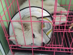 -瑞派宠物医院·24小时骨科·心脏·核磁(哈尔滨南岗店)