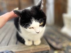 -喵屿·大理花园猫咖