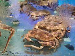 水产区-盒马鲜生(悠方店)