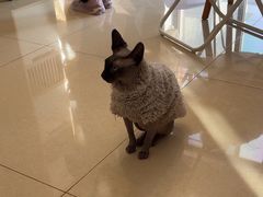 -团子家猫咪猫咖馆·柯基·柯尔鸭