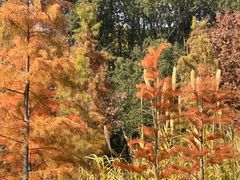 -昆山城市生态森林公园