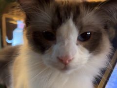 -猫猫幼稚园·撸猫·桌游·电玩