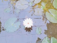 -野象谷景区