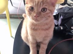 -喵屿·大理花园猫咖