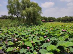 -荷塘月色湿地公园·向阳花洲