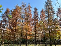 -上海长兴岛郊野公园