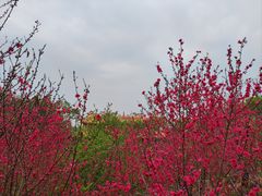 -八仙山公园