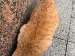 -藏猫猫咖啡主题馆(中央大道店)