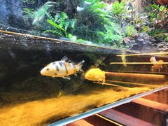-森味薪火烧•烧鸟居酒屋•日本料理(望京店)
