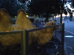 -长白岛森林公园