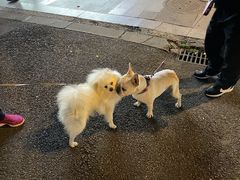 -化龙桥九宫格火锅(清水河店)