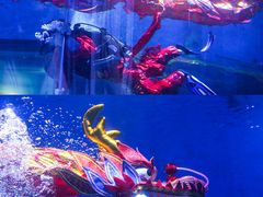 -海合安武汉极地海洋公园