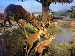 -国家自然博物馆