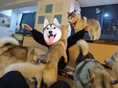 -Husky Go! 哈士奇体验馆·宠物咖啡厅狗咖