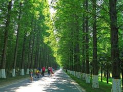 -黄海国家森林公园