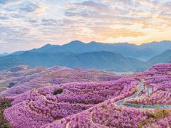 -合肥滨湖国家森林公园