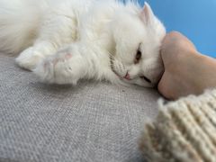 -喵宠乐园·撸猫互动·猫舍