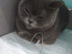 -伟伟宠物医院·CT影像中心·瑞派犬猫综合性门诊(汉口总院)