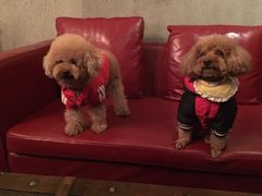 百好乐比萨-百好乐宠物友好餐厅(朝外大街店)